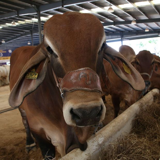 Agricultura Descarta Fiebre Aftosa en Bovino de Estación Cuarentenaria en Agua Prieta